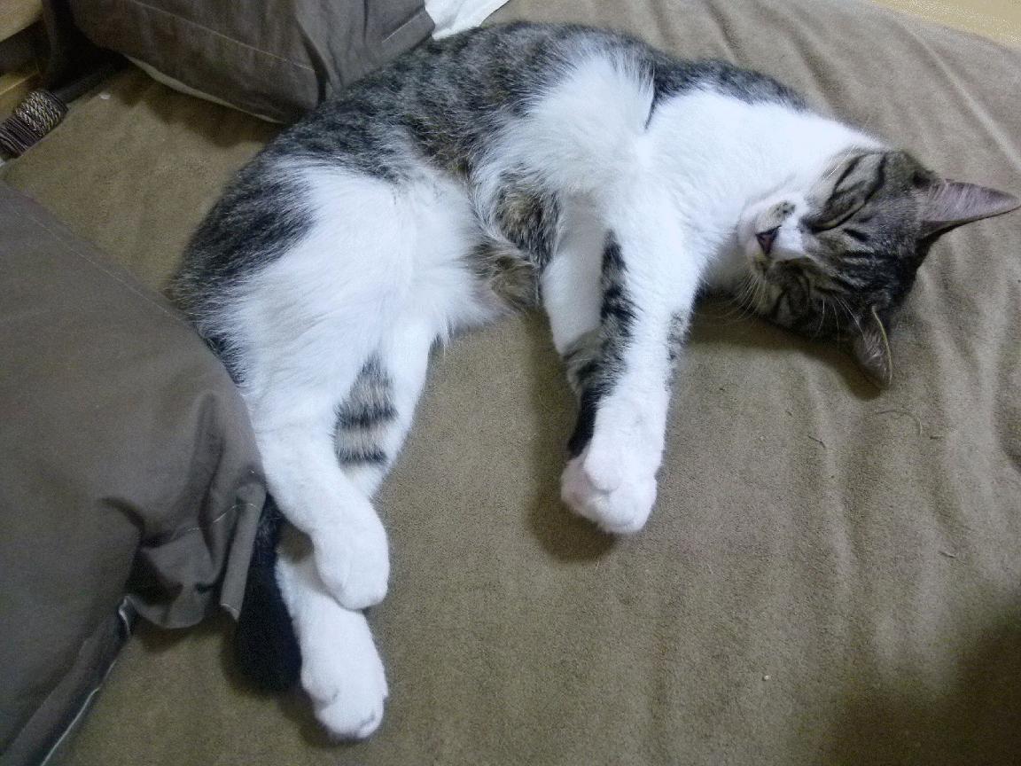 “弯道飞舞:漂移电竞的视觉盛宴”,弯道漂移电影