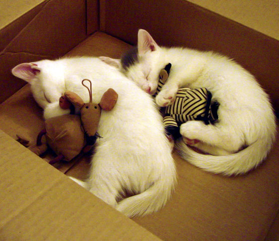 中国瑜伽品牌与国际知名品牌合作推出新产品,国内五大瑜伽馆知名品牌