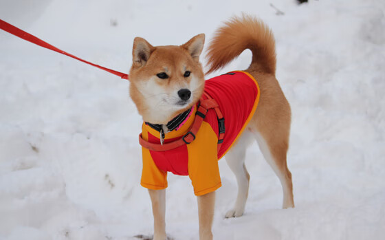国内篮球场馆容量增加,场场爆满助推联赛,篮球场馆面积大约在多少