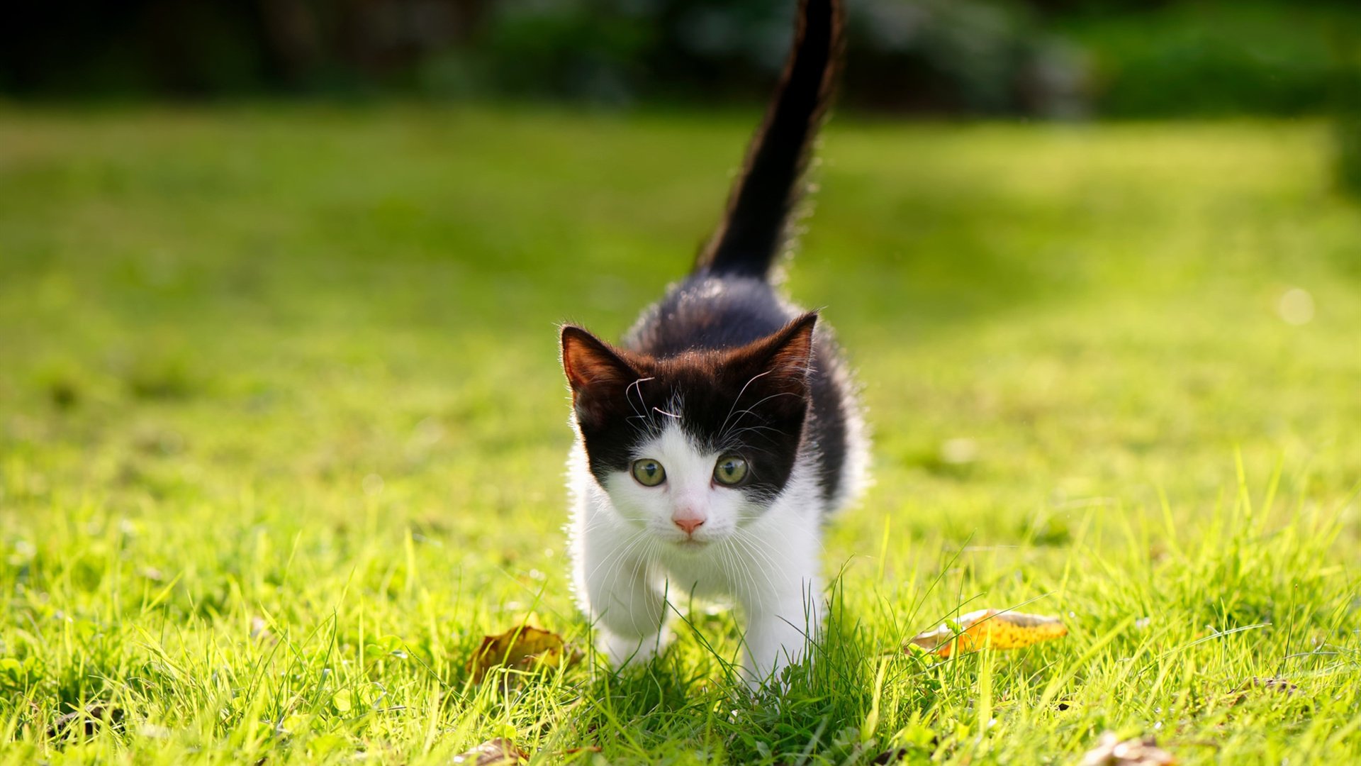 开云体育-民调揭晓：谁是当仁不让的MVP热门人选？