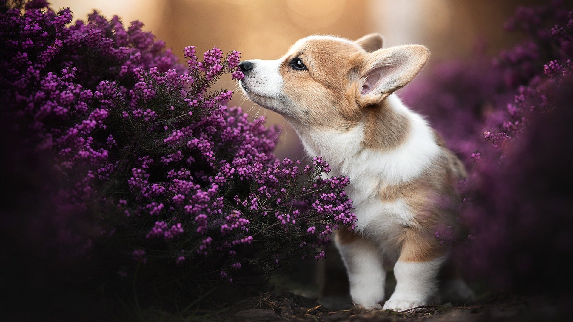 KAIYUNAPP-特色篮球文化与城市夜景融合，打造城市新地标，篮球的城市