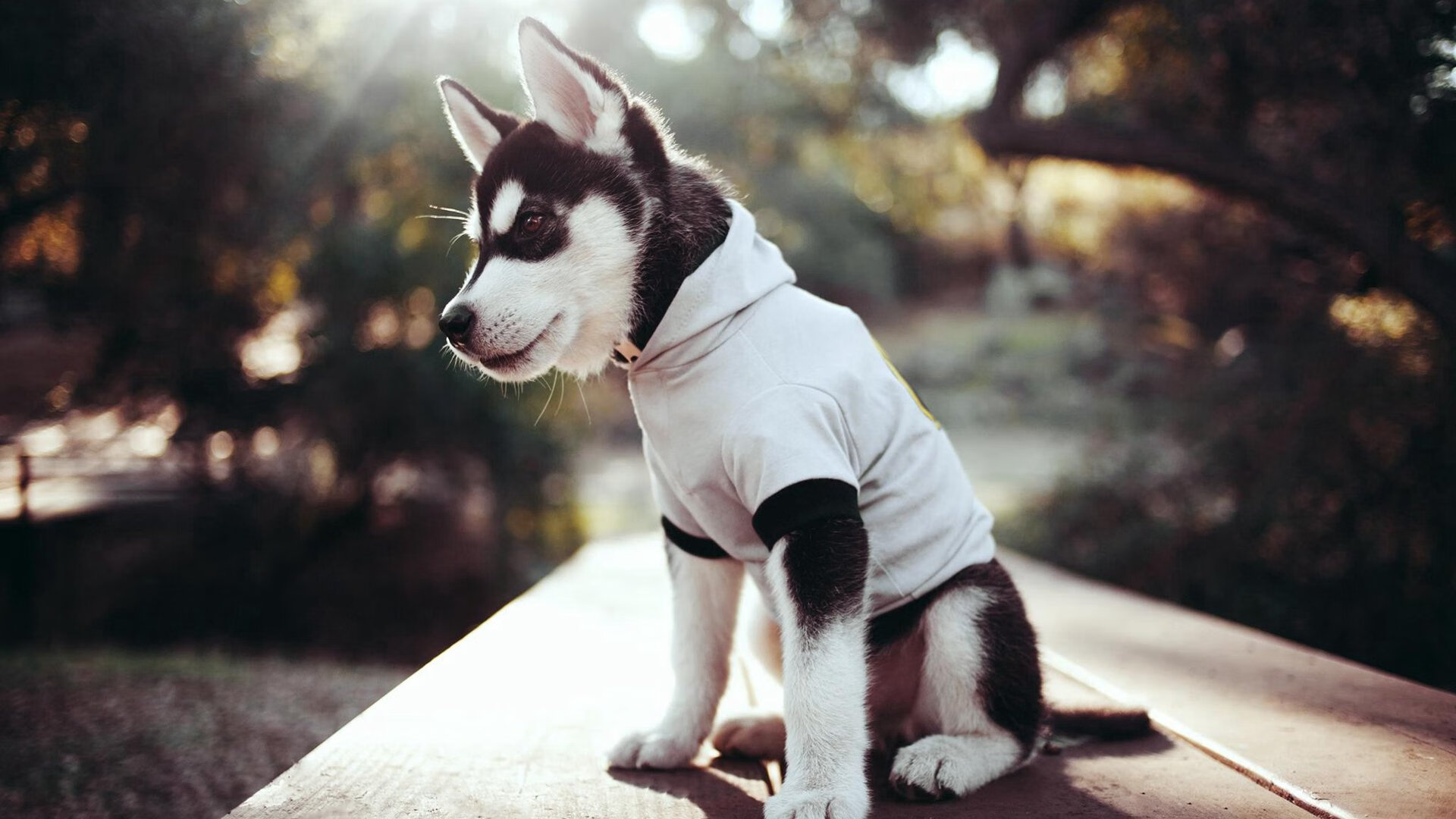 开云官方网站-特色城市公园水上运动会，健康生活新趋势，水上运动馆