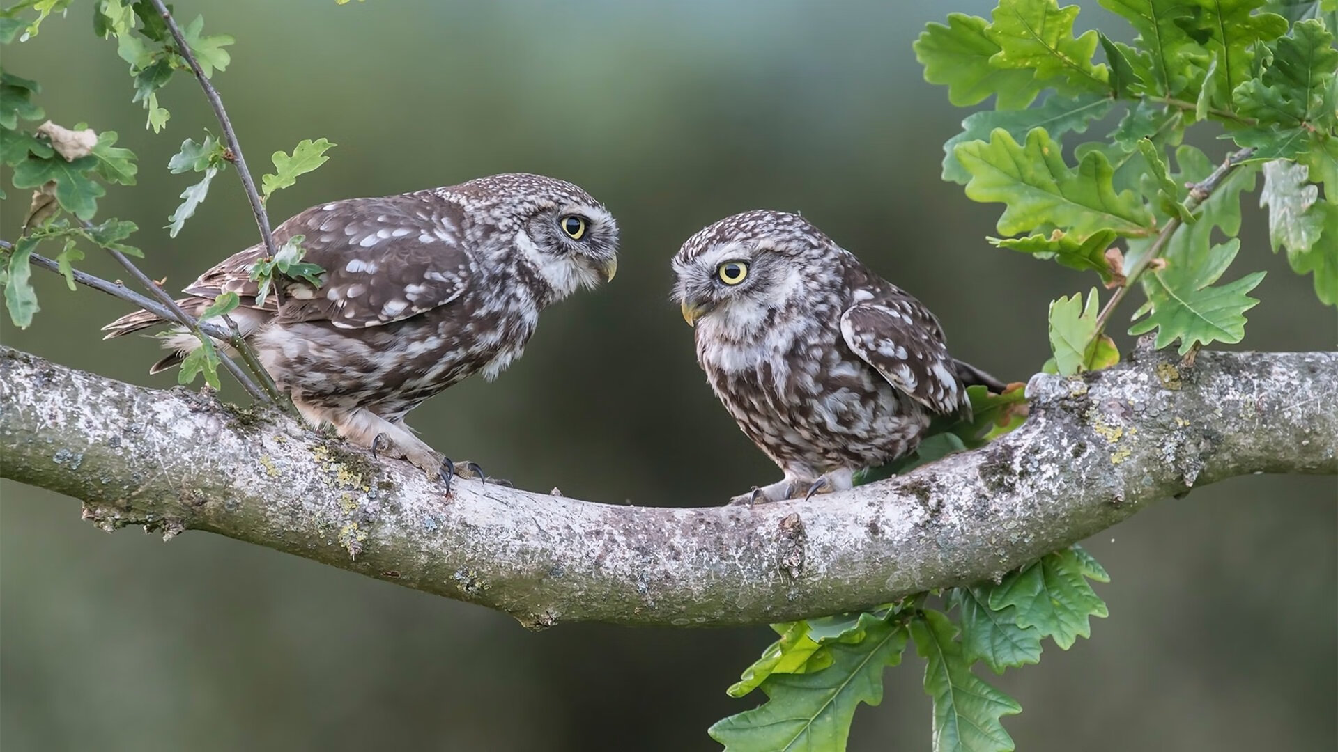 开云网页版登录入口-詹姆斯多场“双十”爆发，季后赛状态火热！，詹姆斯多少次双一阵