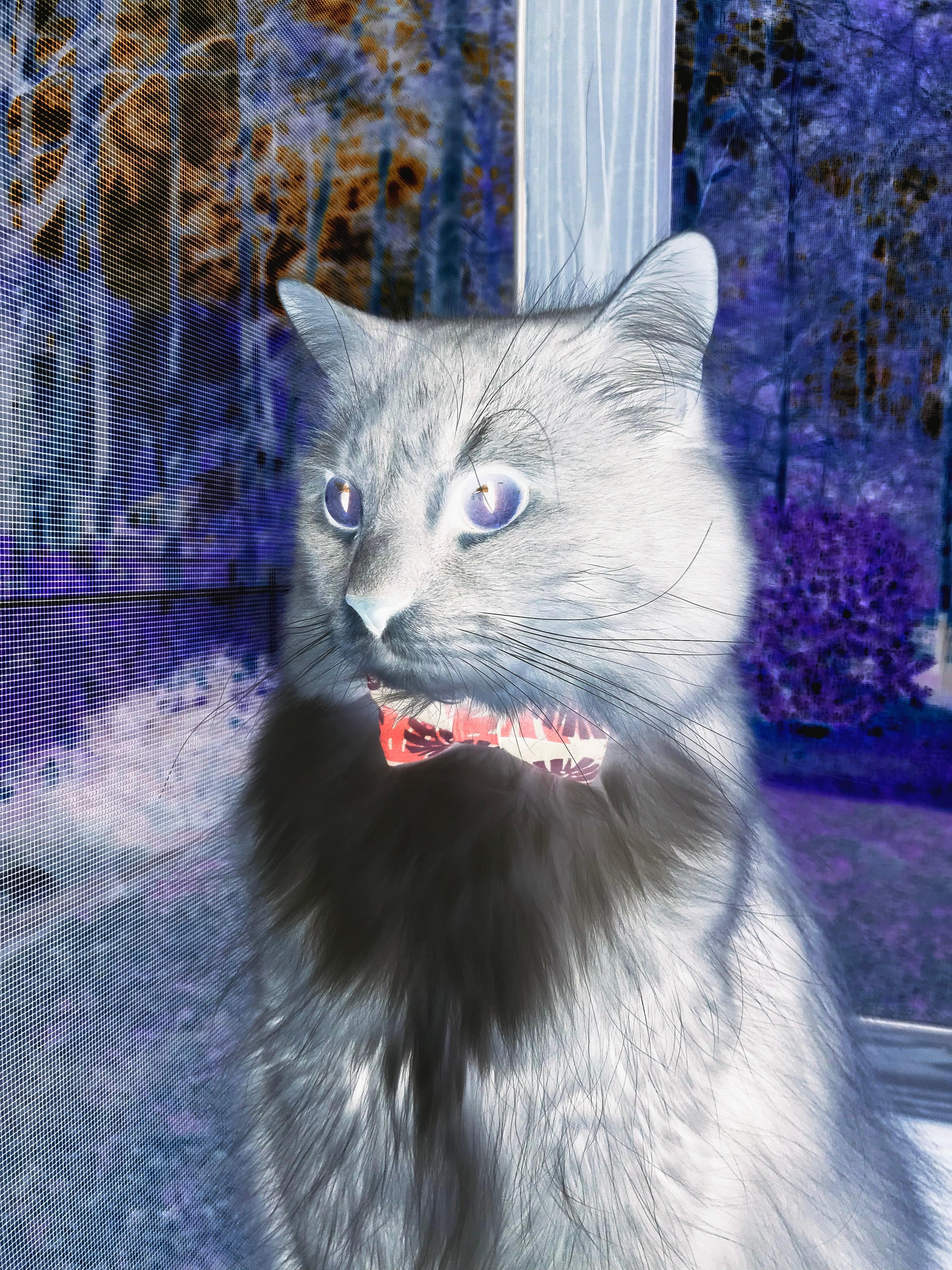 kaiyun体育综合-观众志愿者：幕后英雄默默守护比赛，观众服务志愿者的职责