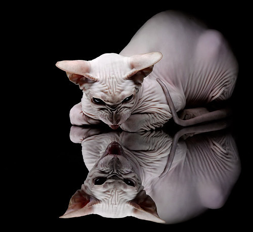 开云官方-过去十年欧冠“转会大人物”盘点，过去十年欧冠冠军