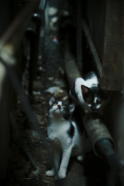 kaiyun.com-部落冲突王者之战，军团策略比拼全场沸腾，部落冲突王是啥意思