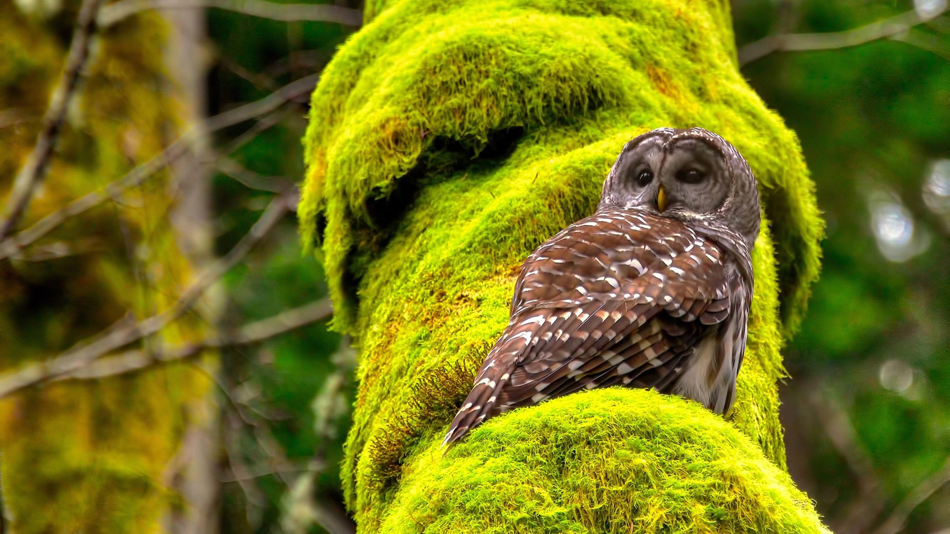 丹麦战队 Heroic 将加强与赞助商的合作关系,丹麦队价值