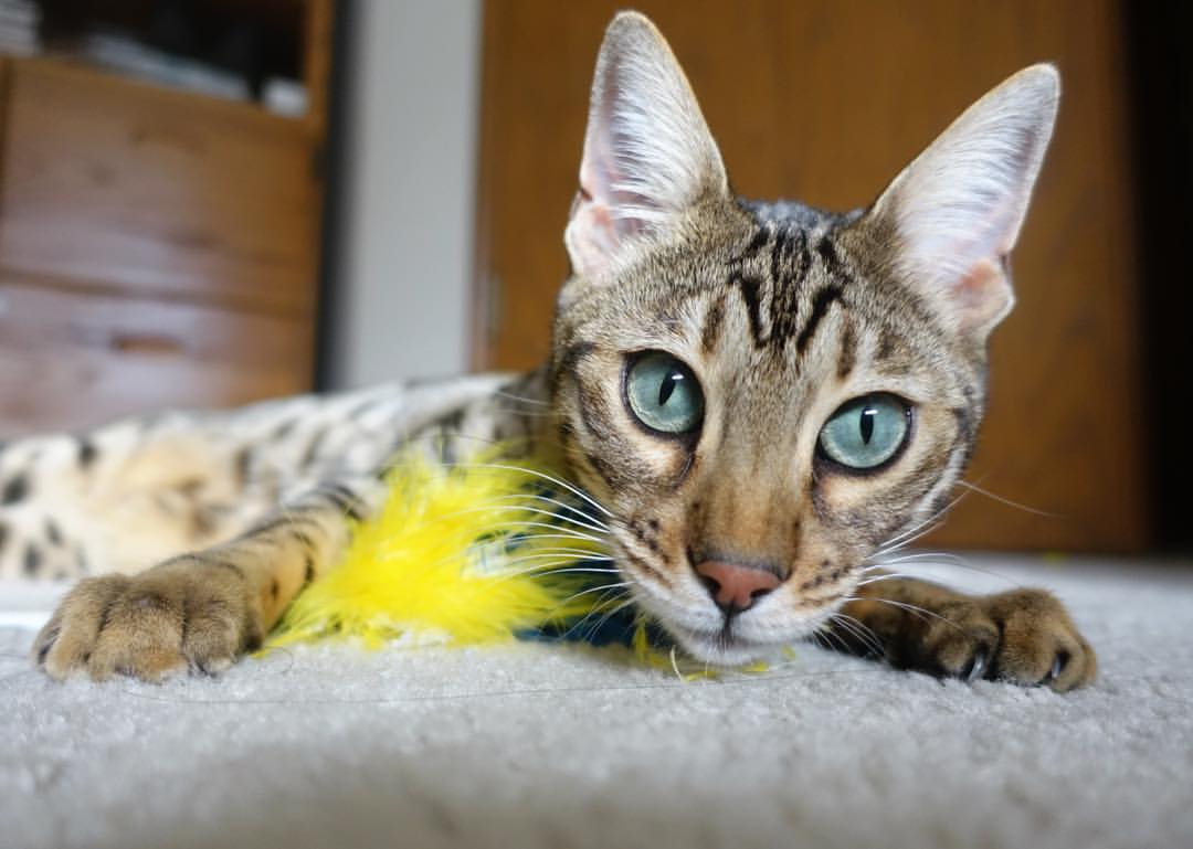 kaiyun体育综合-多特蒙德客场2-0战胜沙尔克04，继续保持不败，多特蒙德比赛视频