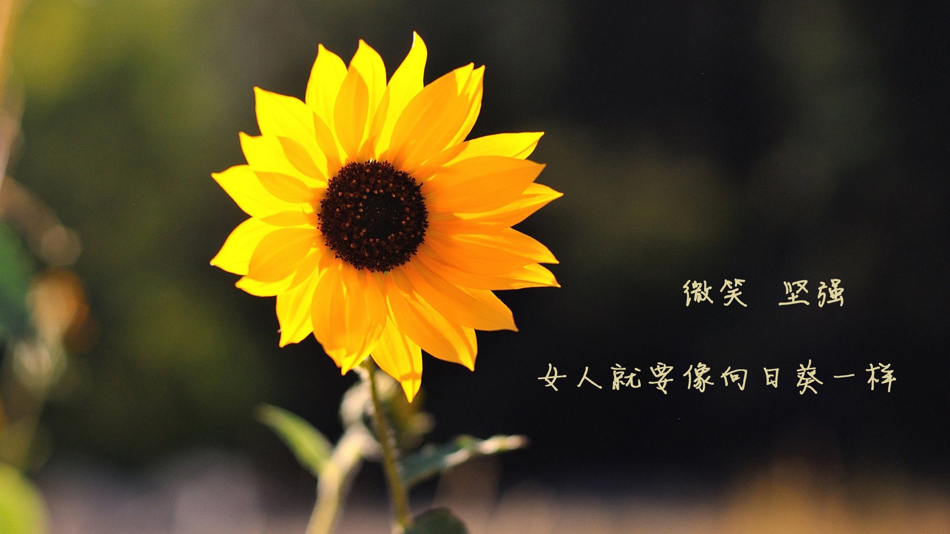 山东泰山新援表现获得认可,山东泰山外援引援最新消息