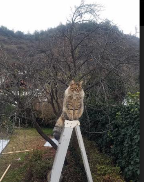 开云·Kaiyun网页版-意甲是否可通过数字转型扩大影响力，意甲体系