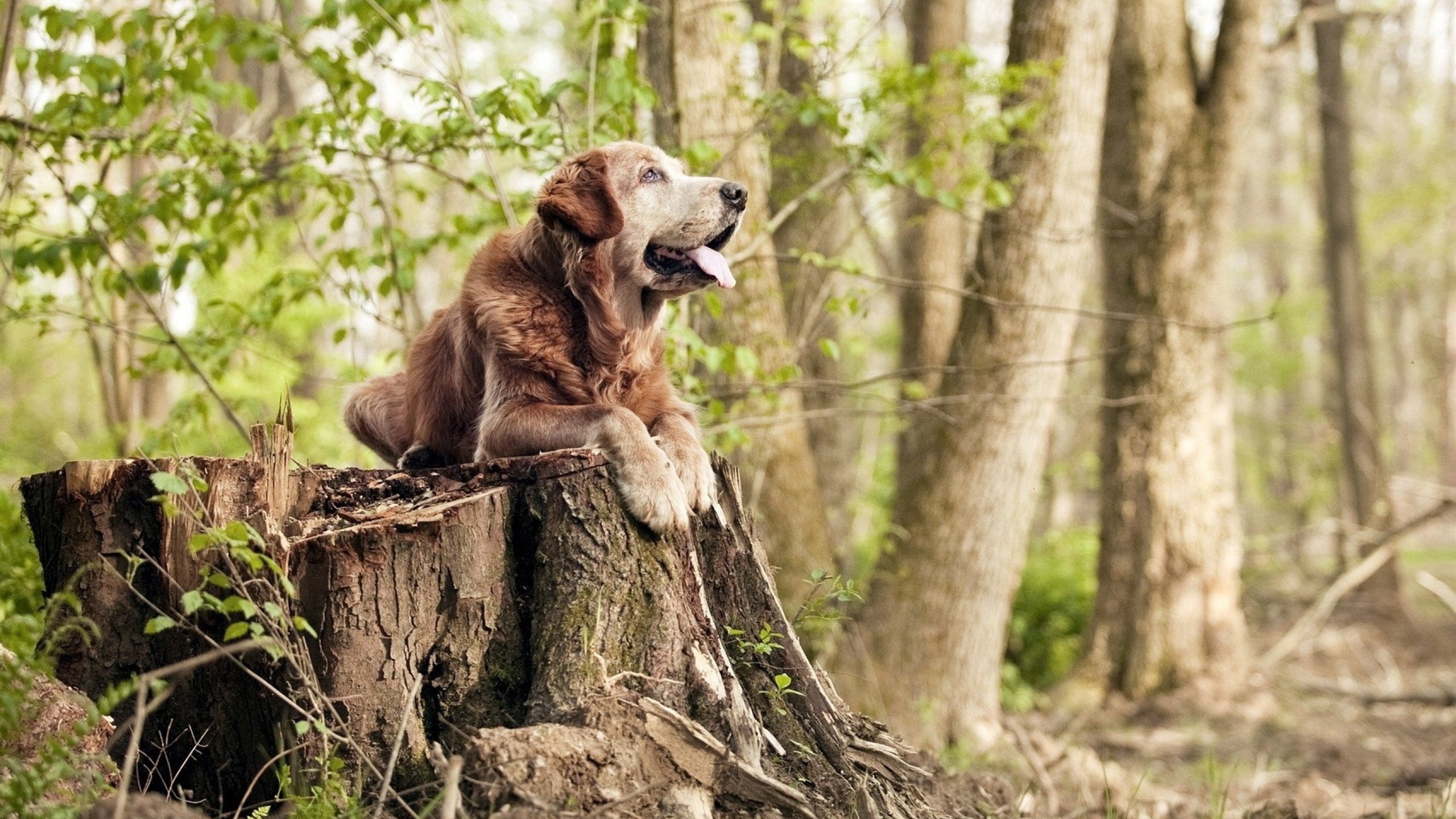 掘金中锋缺战再次雪藏 召唤更多队员潜质,nba掘金中锋