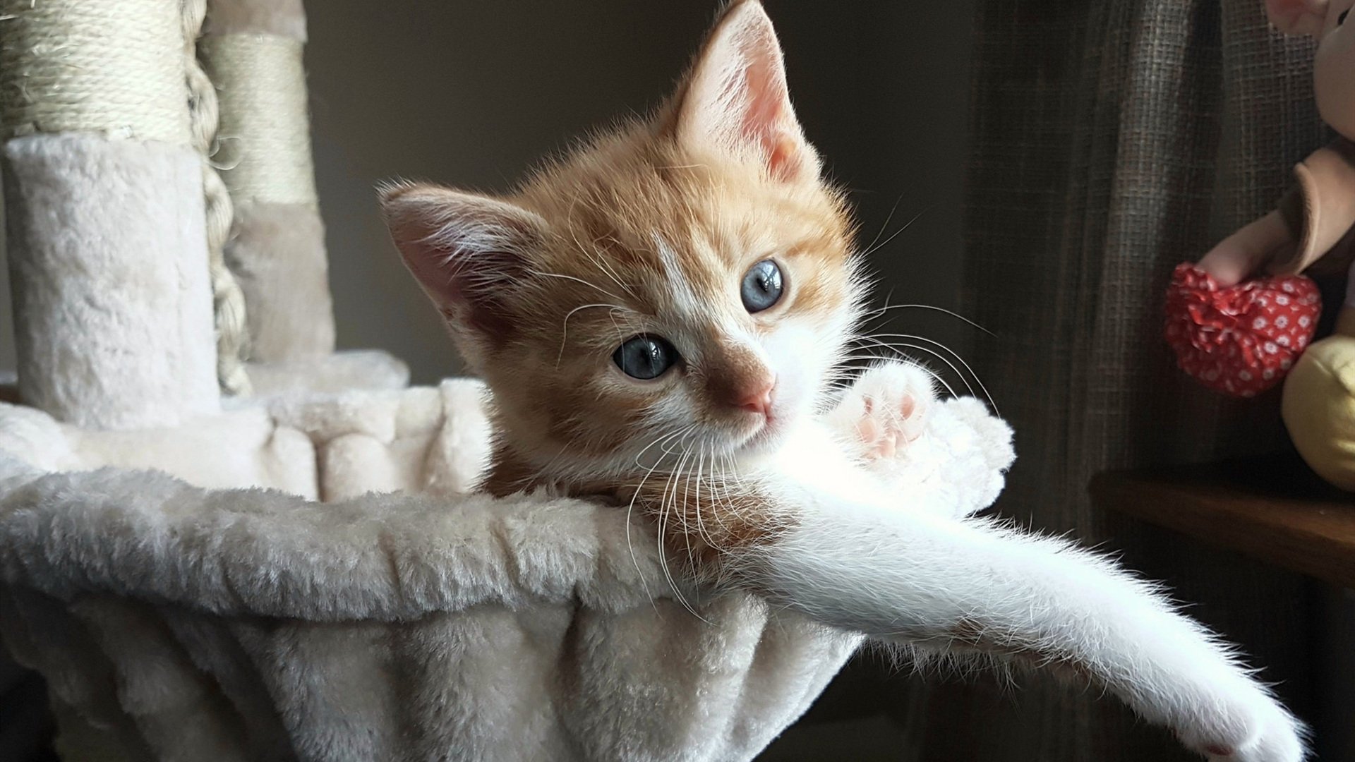 kaiyun体育综合-欧锦赛预选赛展开寻找黑马，强队集中角逐，欧锦赛预选赛2020