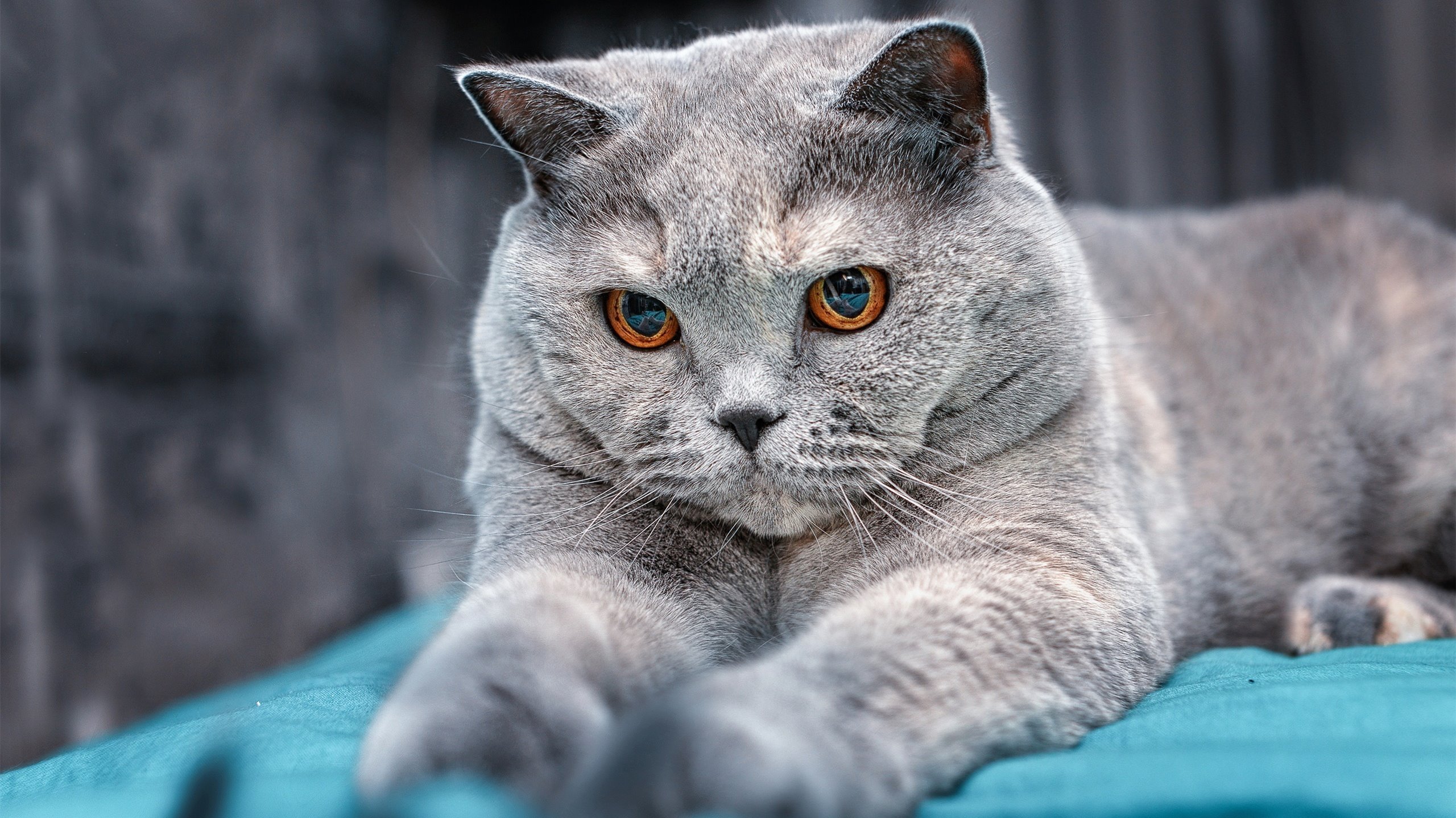 开云官方-热点：佛罗伦萨横扫对手，晋级欧冠四强！，佛罗伦萨队