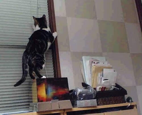 鹿岛鹿角新赛季目标明确,鹿岛鹿角主帅