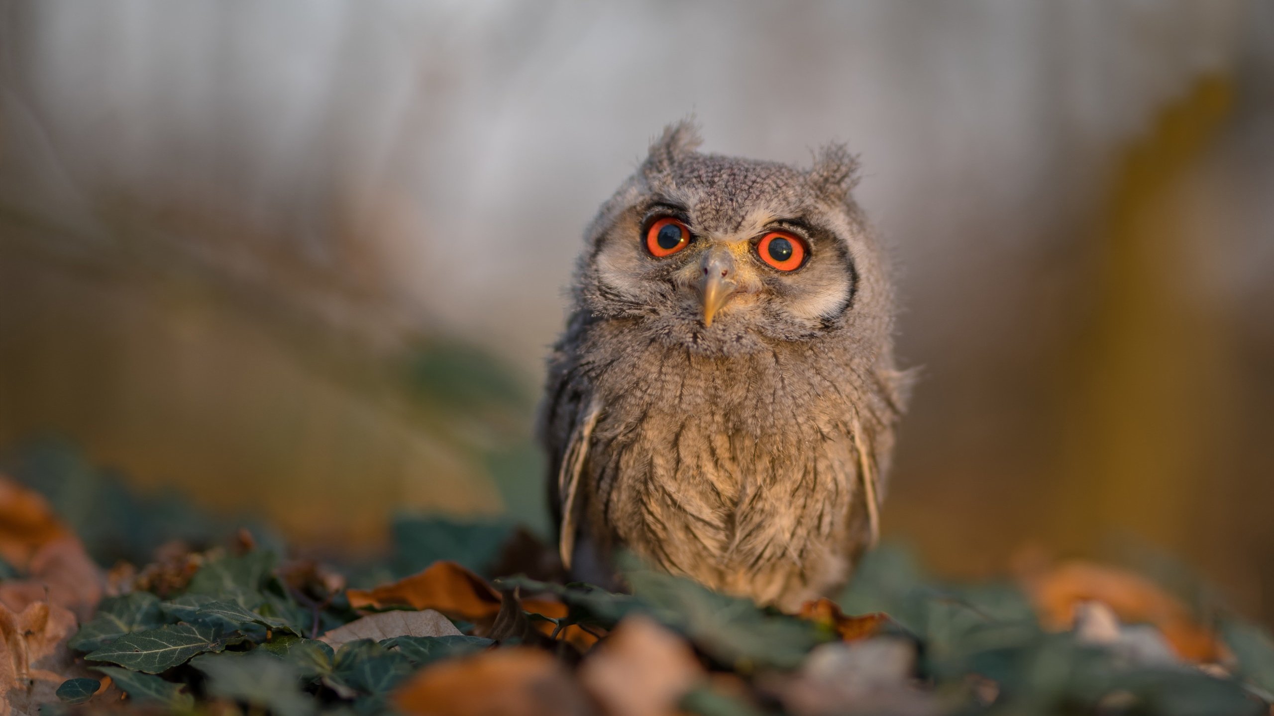 NBA赛季盖帽效率提升方法,nba盖帽规则详细