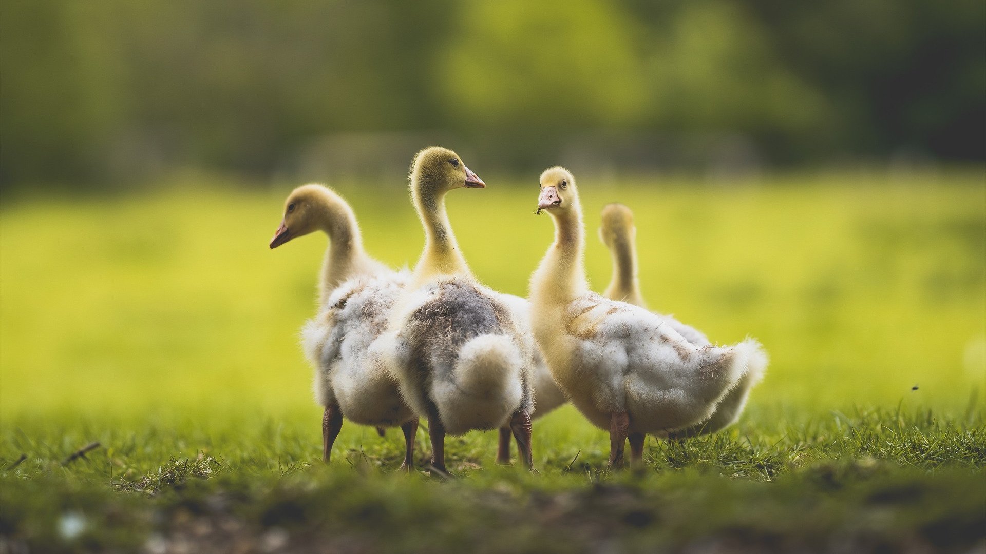 开云中国大陆-新闻中心调整销售战略，新闻营销的策略和优势是什么