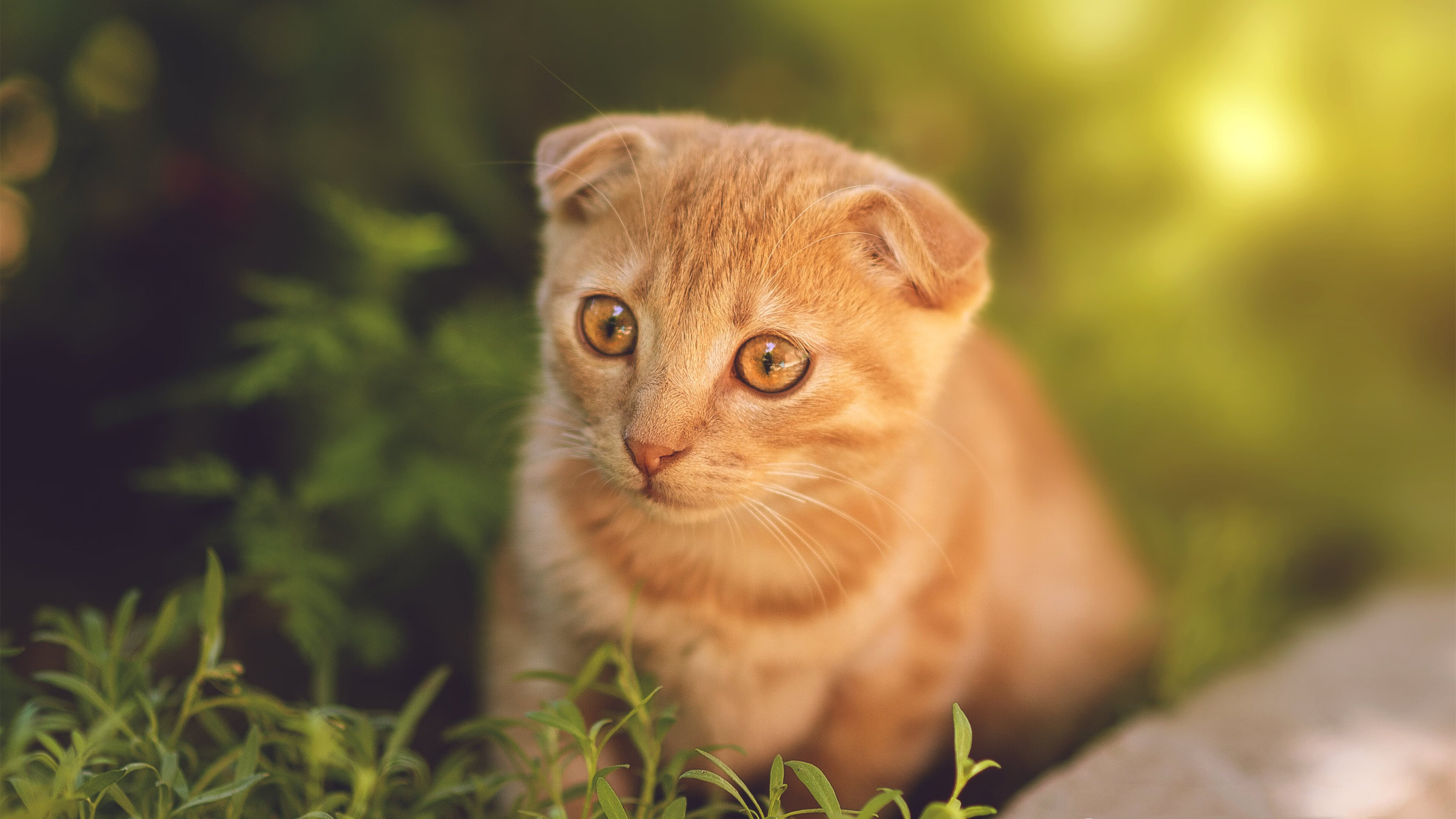 开云体育APP下载-中国三人女篮积极调整战术 配合更加默契，中国三人女篮百度百科