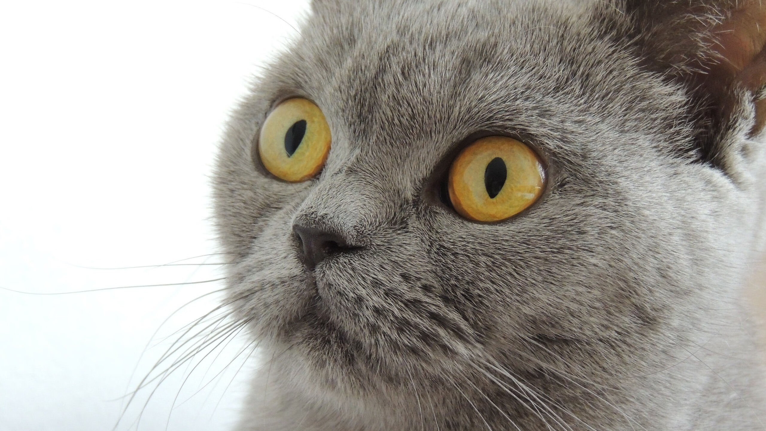 中国女篮全队无伤病困扰 备战节奏平稳,中国女篮阵容分析