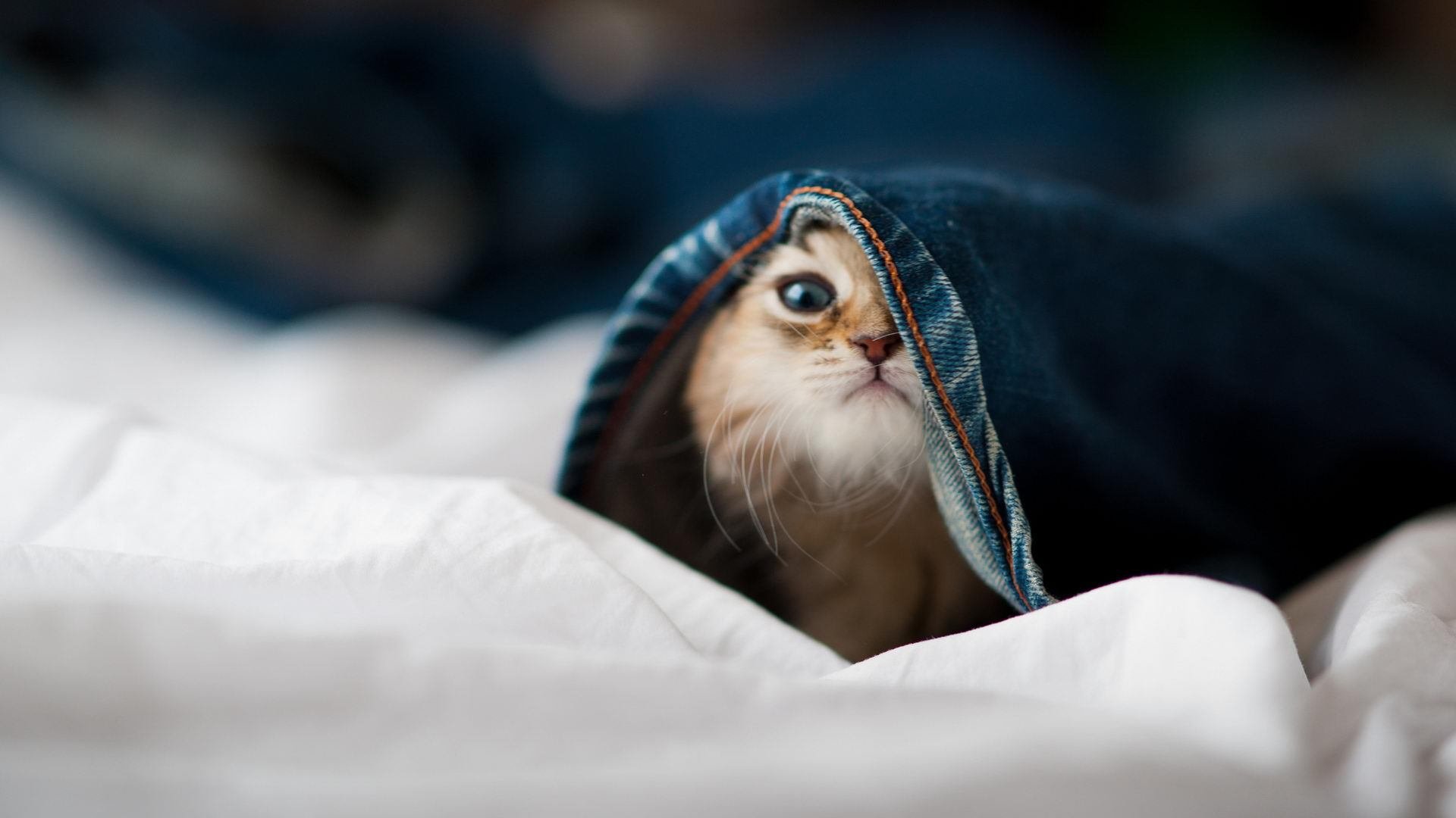 文旅融合:非遗与城市文化深度联动,非遗旅游融合发展的现状