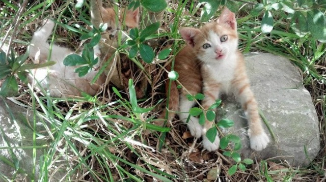 辽宁飞豹防守轮转迅速有效压制外围投篮,辽宁飞豹队员名单