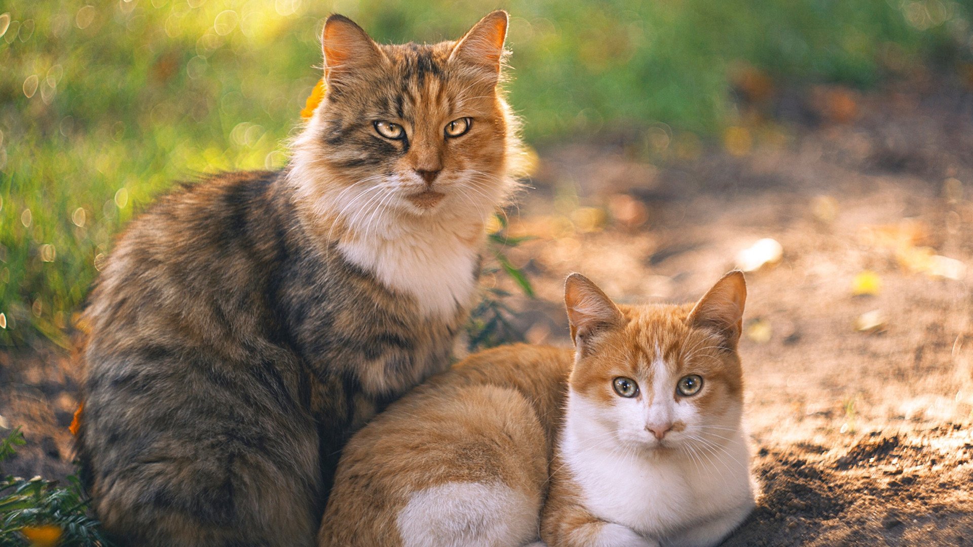 青年运动员国际交流项目增强竞争力,国际青年友谊运动会