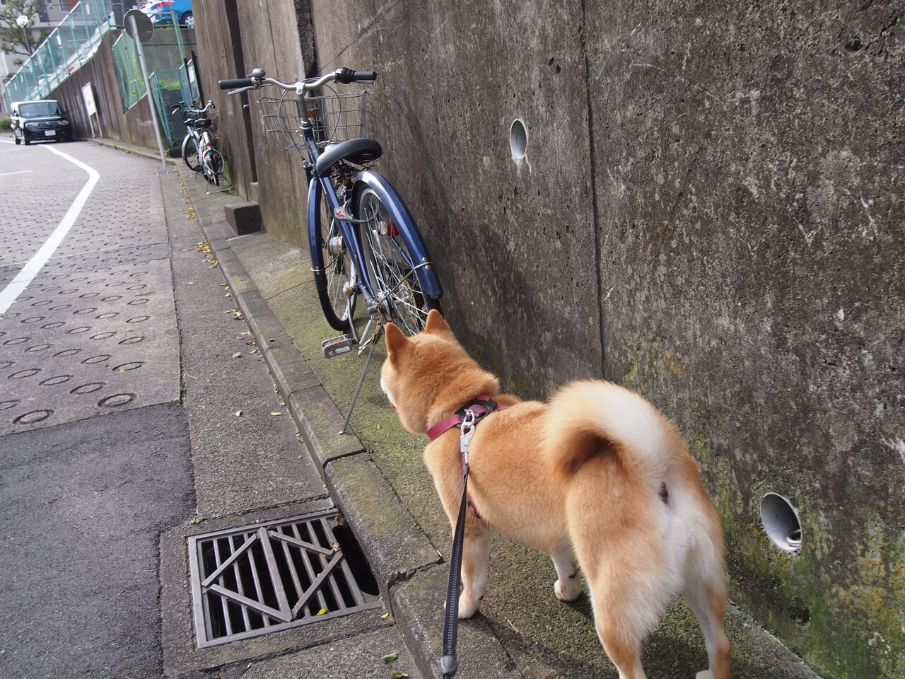 世界足球联盟推进裁判国际资格互认,提升执法一致性,国际知名足球裁判