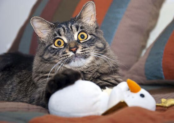 恩多比·恩乔的无可挑剔的踢球技术使南非队成为世界强队,恩多简历