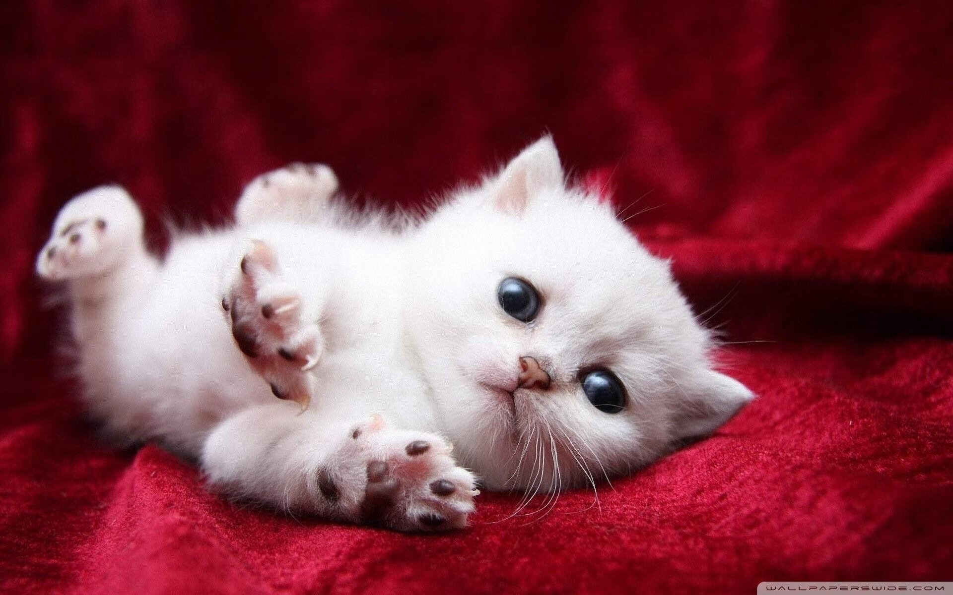 欧洲杯场场精彩:智慧与力量的极限较量!,欧洲杯d